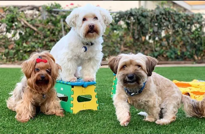 Three small dogs pose on lush artificial grass; one brown dog with a red bow lies down, a white dog stands on a yellow and green stool, and a tan dog sits beside them. A hedge and houses in San Tan Valley are visible in the background.