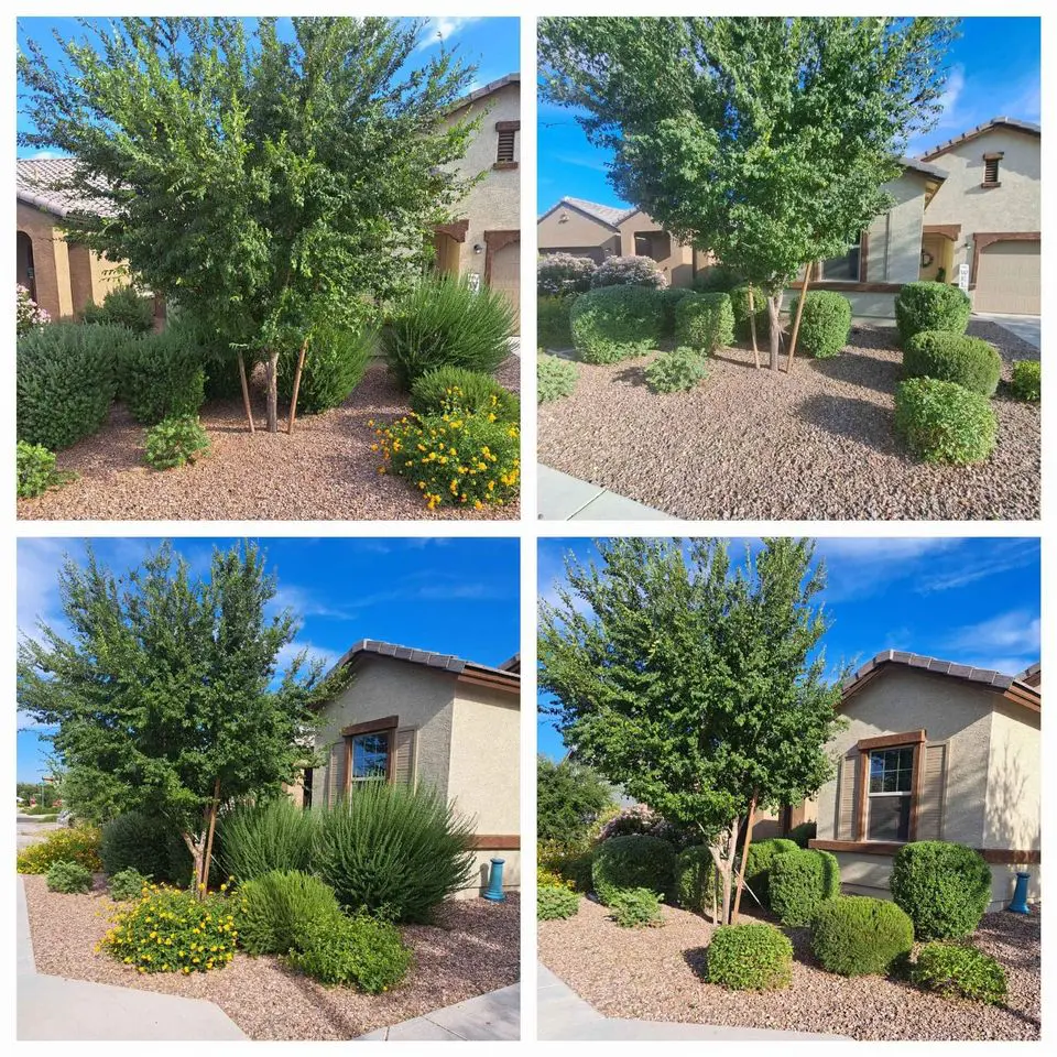 A collage of four photos shows a neatly landscaped front yard in San Tan Valley with small trees, trimmed bushes, flowering plants, and vibrant artificial grass under a clear blue sky.