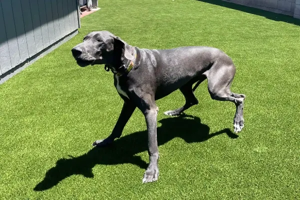 A large gray Great Dane walks across a sunlit artificial grass lawn in Mesa AZ, casting a distinct shadow on the ground.