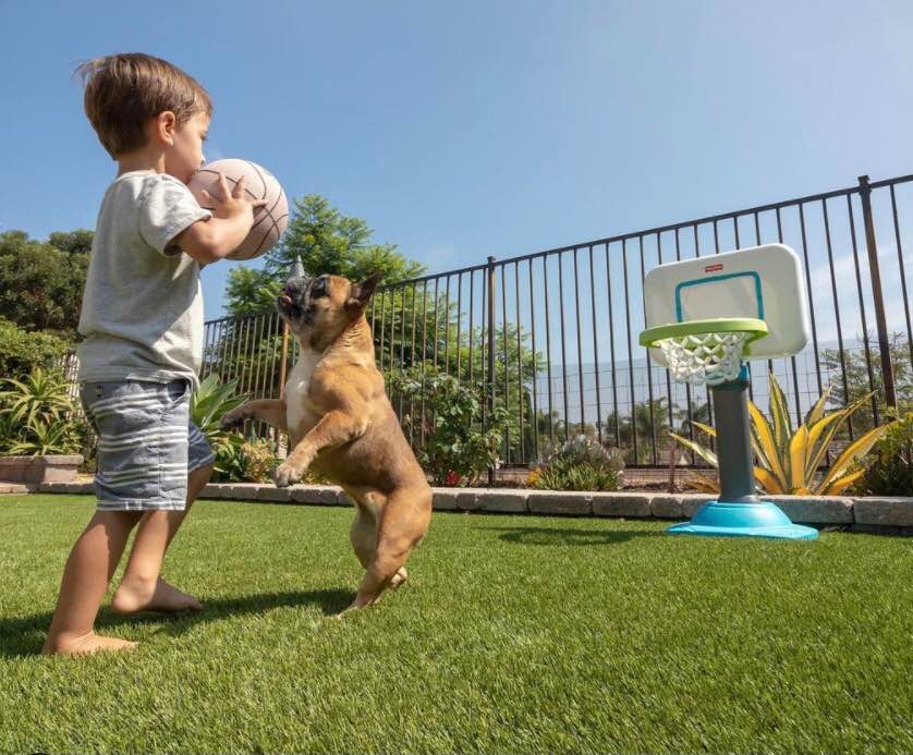 A young boy holding a basketball stands on lush turf as a small brown dog jumps up beside him near a kid-sized basketball hoop in a fenced outdoor yard in Gilbert AZ on a sunny day.